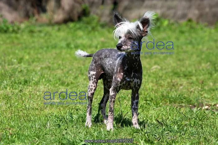 : Chinese Crested Dog : Chinese Crested Dog