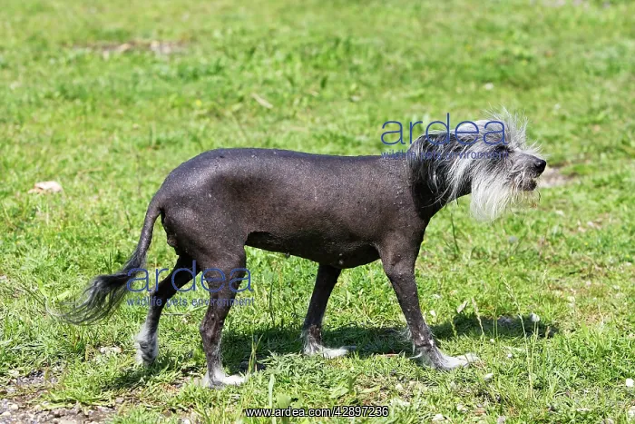 : Chinese Crested Dog : Chinese Crested Dog
