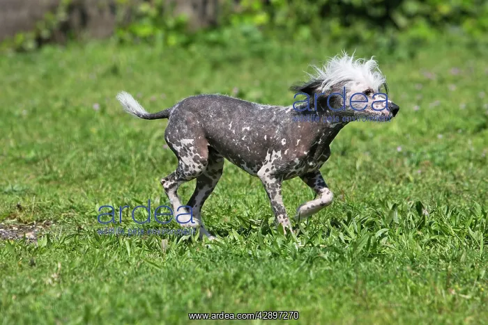 : Chinese Crested Dog : Chinese Crested Dog