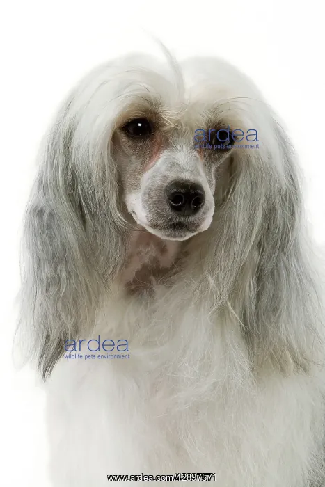 : Chinese Crested Dog