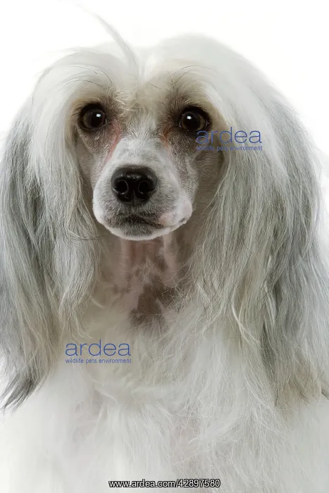  : Chinese Crested Dog