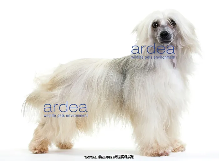  : Chinese Crested Dog