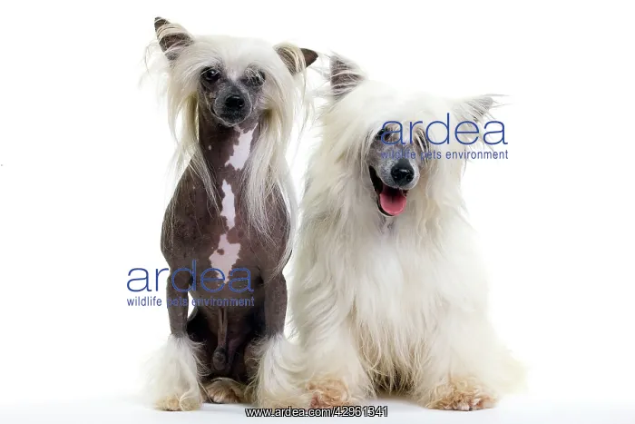  : Chinese Crested Dog