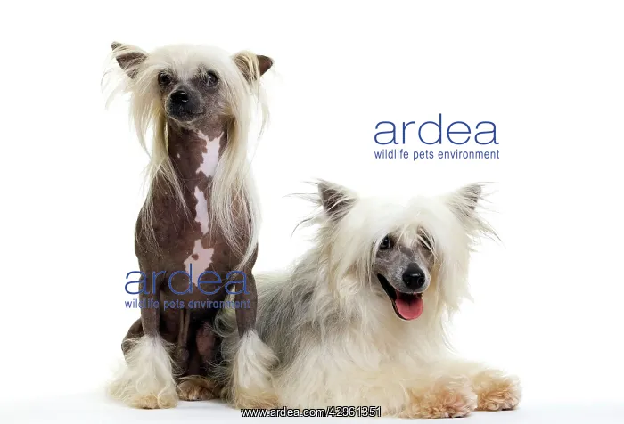  : Chinese Crested Dog
