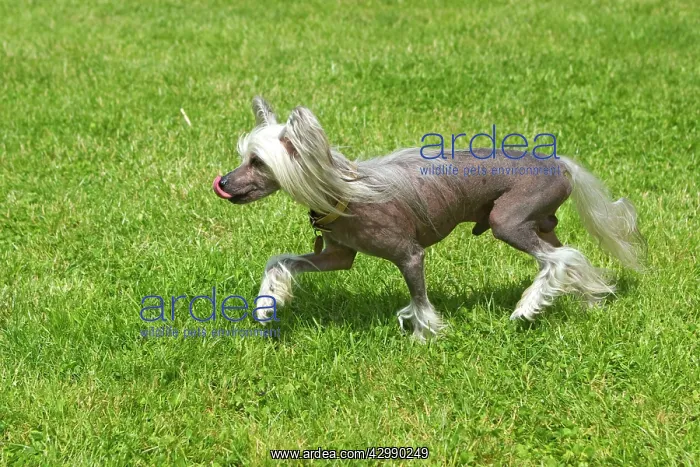 : Chinese Crested Dog : Chinese Crested Dog