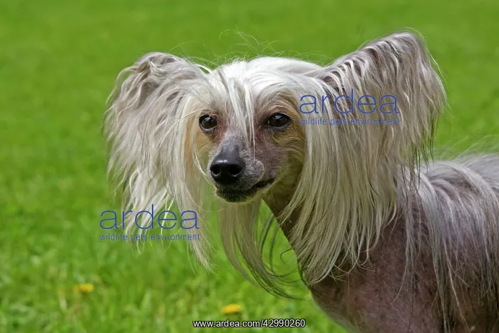 : Chinese Crested Dog : Chinese Crested Dog