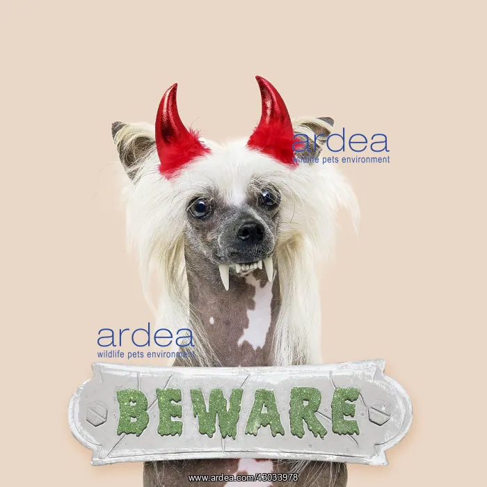  : Chinese Crested Dog dressed for Halloween with