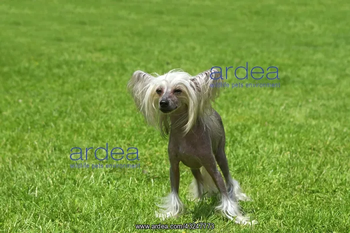 : Chinese crested dog in the grass - France : Chinese crested dog in the grass - France