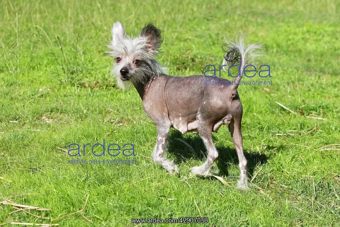  : Chinese Crested Dog (Hairless)