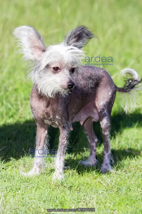  : Chinese Crested Dog (Hairless)