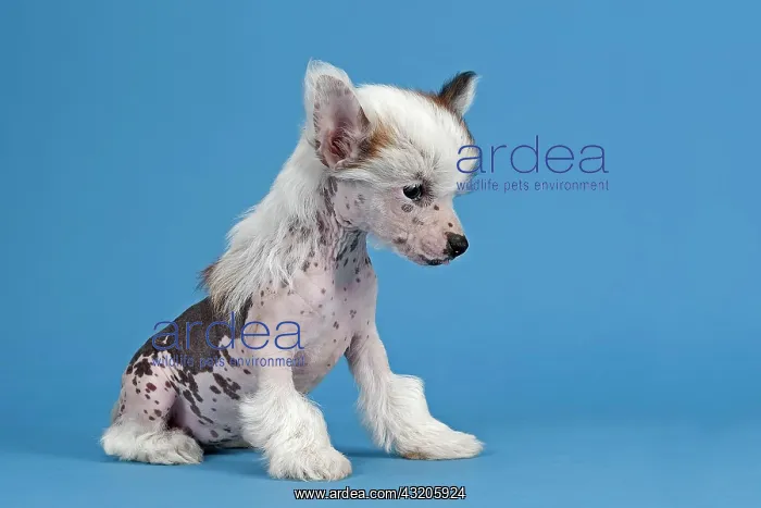 : Chinese Crested Dog, hairless, puppy, 7 weeks : Chinese Crested Dog, hairless, puppy, 7 weeks