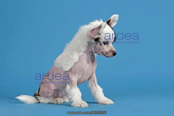 : Chinese Crested Dog, hairless, puppy, 7 weeks : Chinese Crested Dog, hairless, puppy, 7 weeks