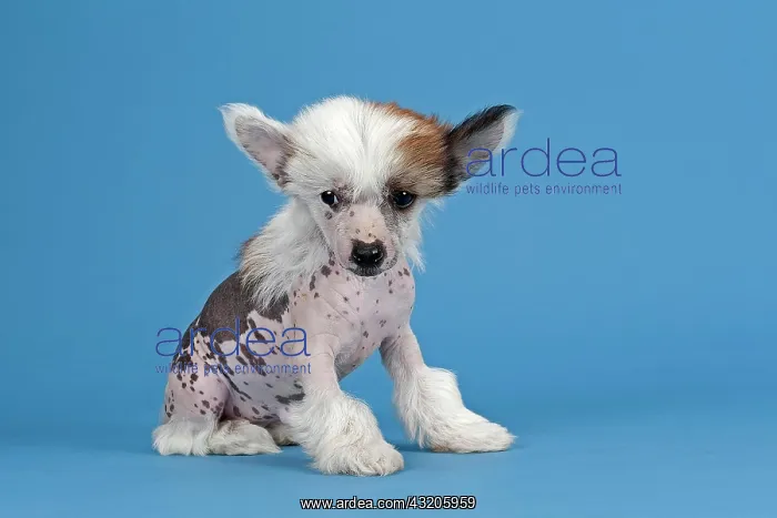 : Chinese Crested Dog, hairless, puppy, 7 weeks : Chinese Crested Dog, hairless, puppy, 7 weeks