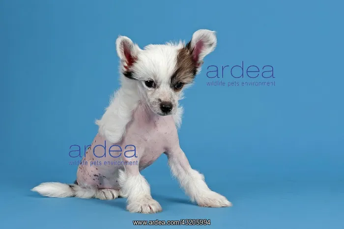 : Chinese Crested Dog, hairless, puppy, 7 weeks : Chinese Crested Dog, hairless, puppy, 7 weeks