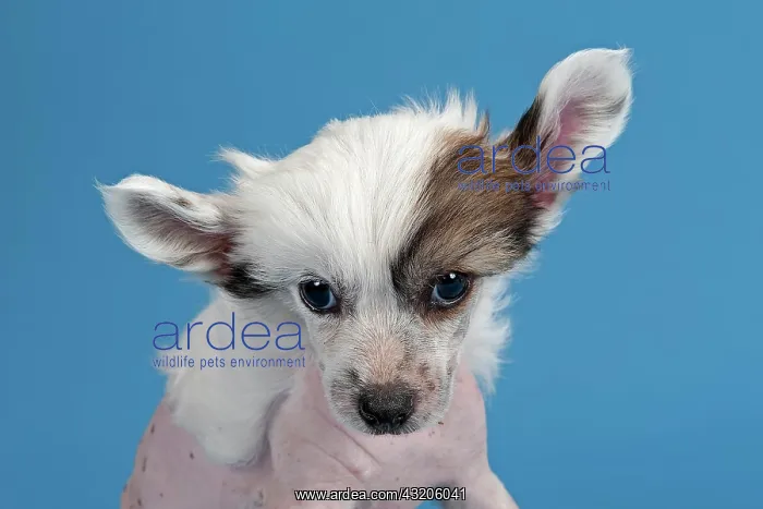 : Chinese Crested Dog, hairless, puppy, 7 weeks : Chinese Crested Dog, hairless, puppy, 7 weeks
