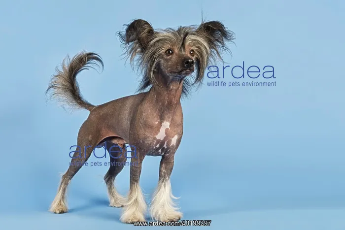 : Chinese Crested Dog, hairless variant, male, 2 years : Chinese Crested Dog, hairless variant, male, 2 years
