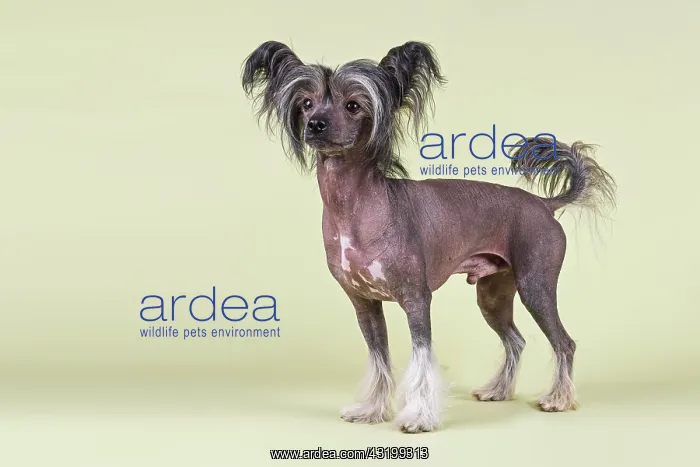 : Chinese Crested Dog, hairless variant, male, 2 years : Chinese Crested Dog, hairless variant, male, 2 years