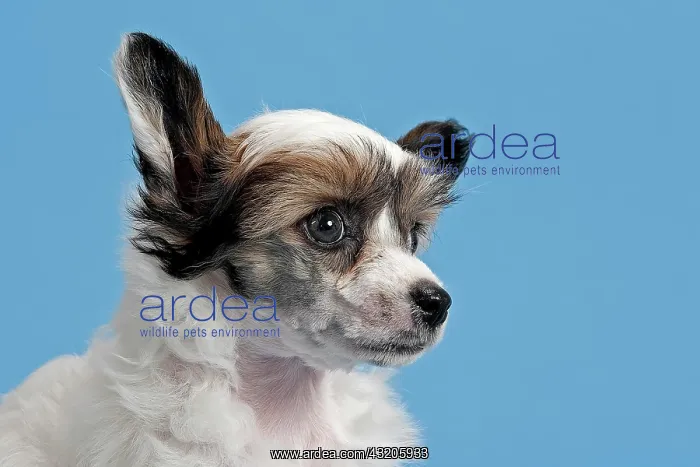 : Chinese Crested Dog, Powder Puff, puppy, 7 weeks : Chinese Crested Dog, Powder Puff, puppy, 7 weeks