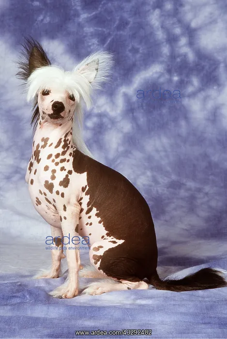 : Chinese Crested DOG - sitting in studio : Chinese Crested DOG - sitting in studio