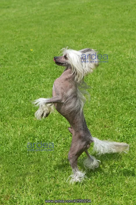 : Chinese Crested Dog - standing on hind legs : Chinese Crested Dog - standing on hind legs