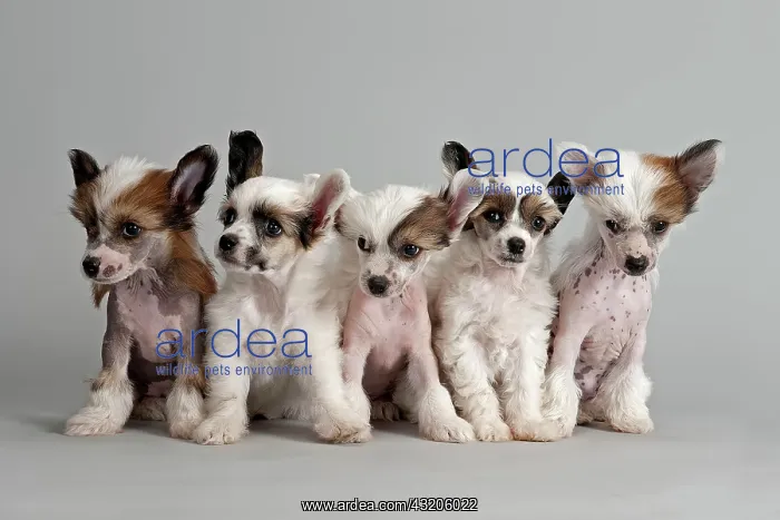: Five Chinese Crested Dogs, hairless and powder puff : Five Chinese Crested Dogs, hairless and powder puff