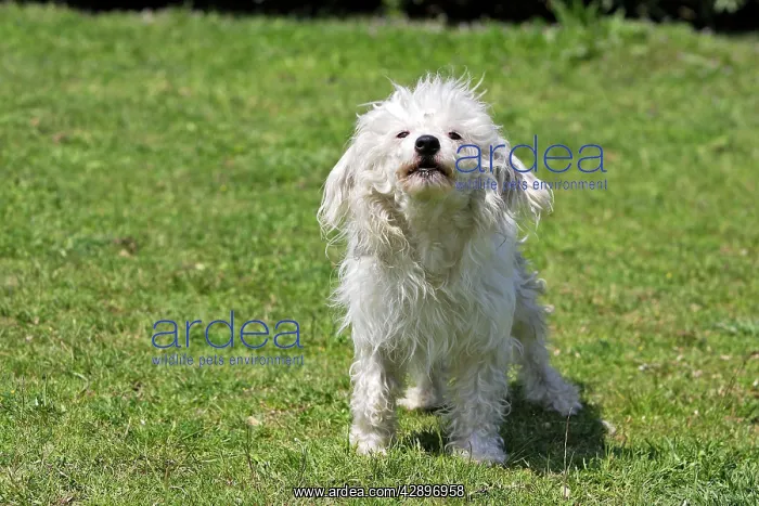 : Chinese Crested Powder Puff Dog : Chinese Crested Powder Puff Dog
