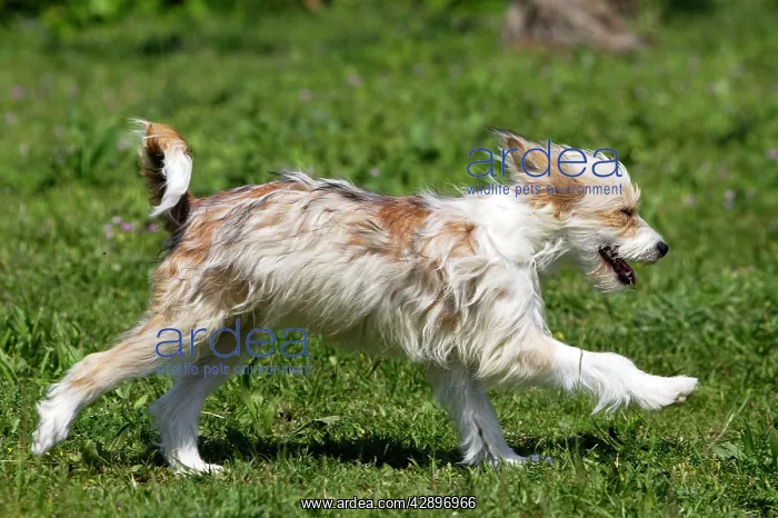 : Chinese Crested Powder Puff Dog : Chinese Crested Powder Puff Dog