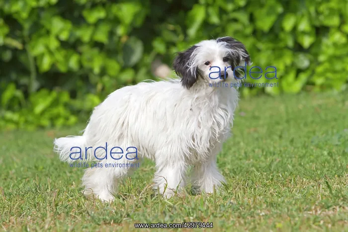 : Chinese crested / Powder puff Dog : Chinese crested / Powder puff Dog