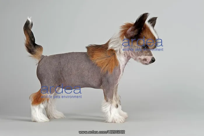 : Chinese Crested puppy, 7 weeks, Hairless : Chinese Crested puppy, 7 weeks, Hairless