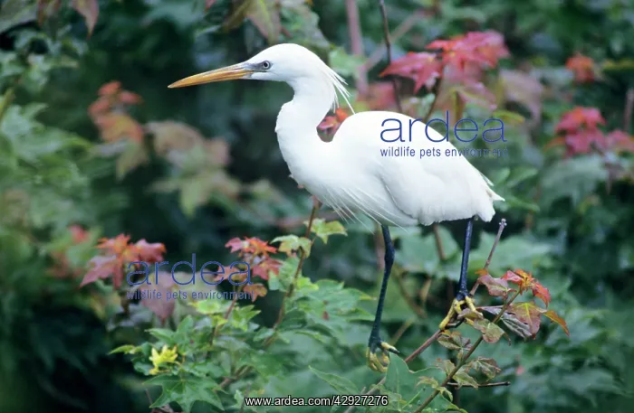 : Chinese egret : Chinese egret