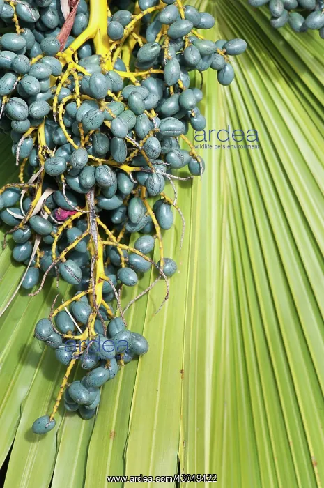 : Chinese fan palm : Chinese fan palm