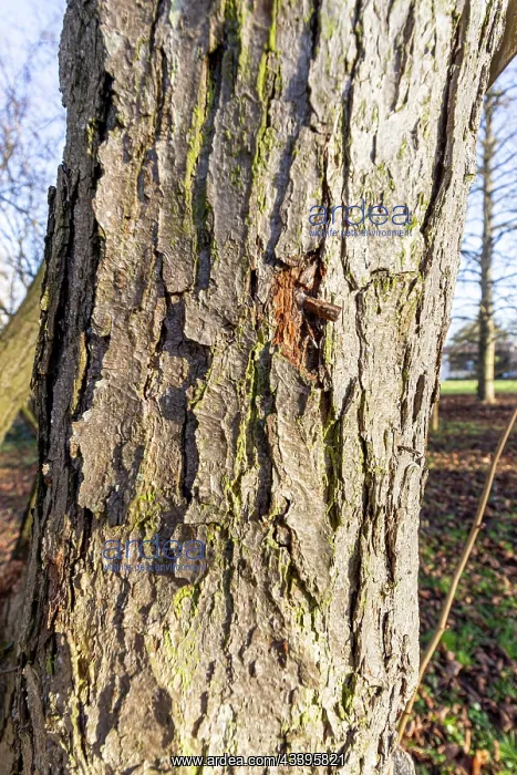 : Chinese filbert (Corylus chinensis), bark : Chinese filbert (Corylus chinensis), bark