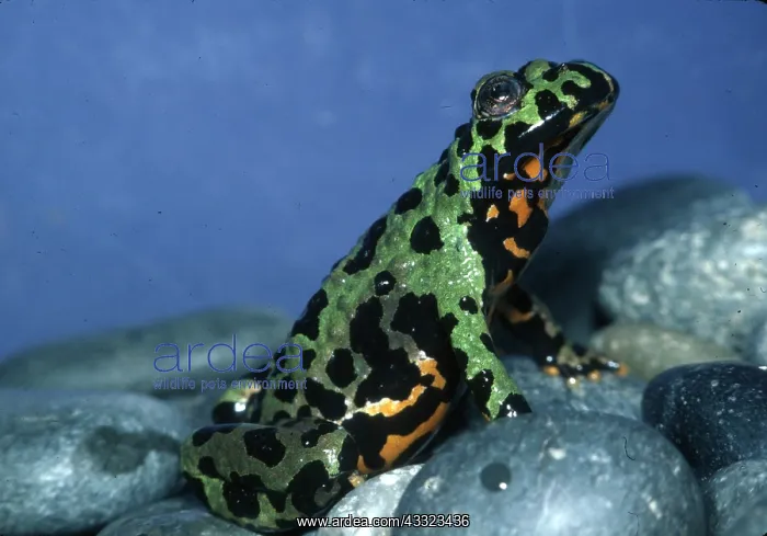 : Chinese Fire-bellied Toad : Chinese Fire-bellied Toad