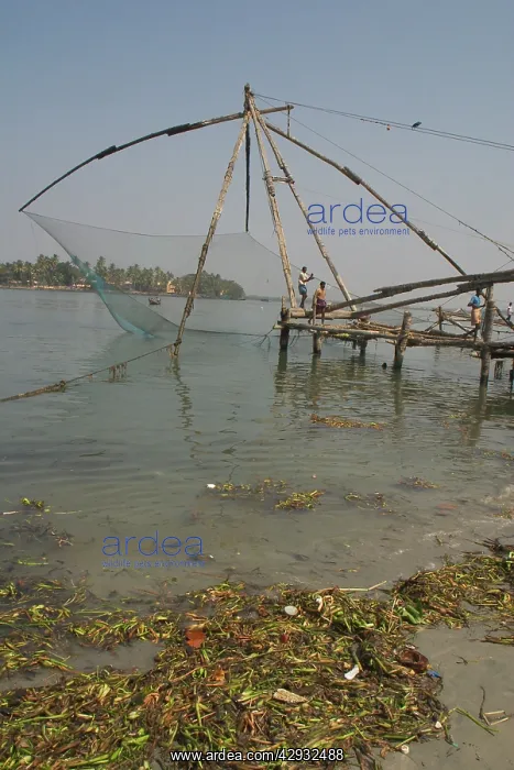 : Chinese fishing nets : Chinese fishing nets
