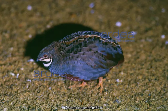 : Chinese FRANCOLIN / Painted Quail : Chinese FRANCOLIN / Painted Quail