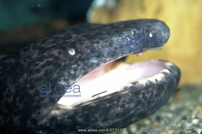  : Chinese Giant Salamander
