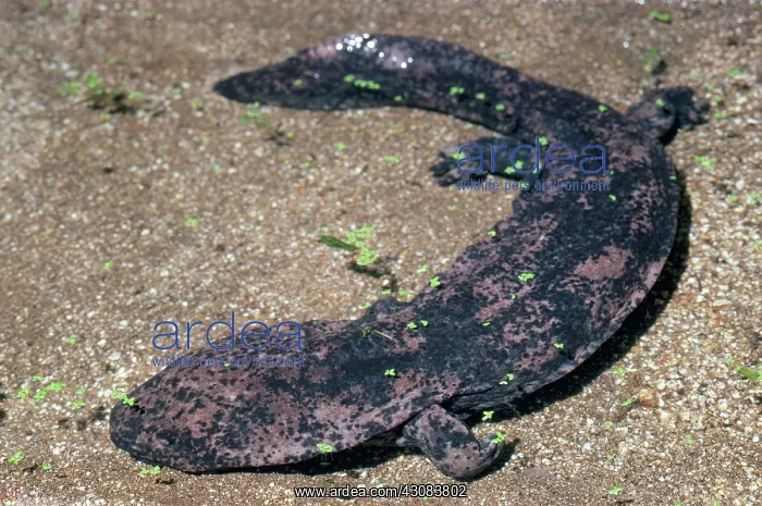 : Chinese Giant Salamander : Chinese Giant Salamander