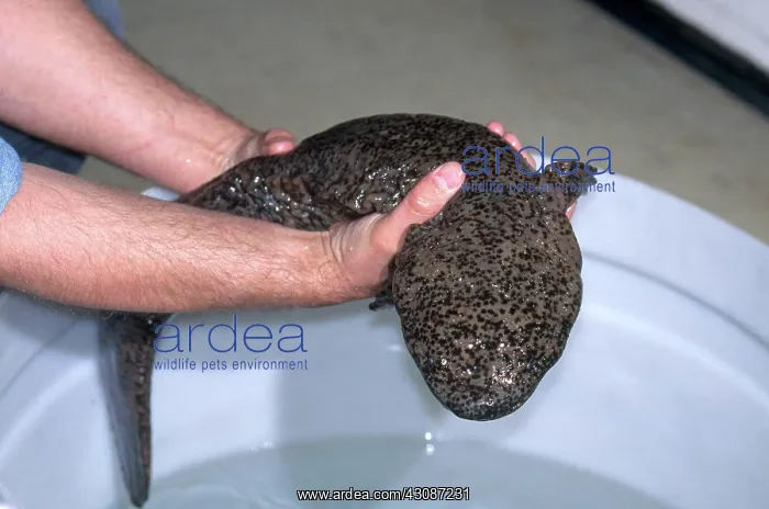: Chinese Giant Salamander : Chinese Giant Salamander