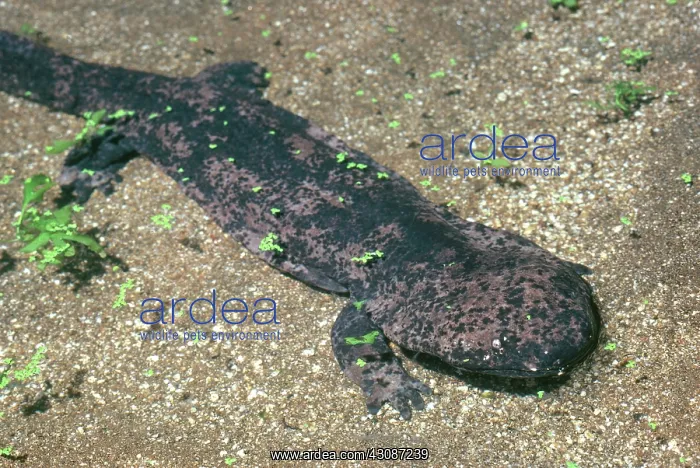 : Chinese Giant Salamander : Chinese Giant Salamander