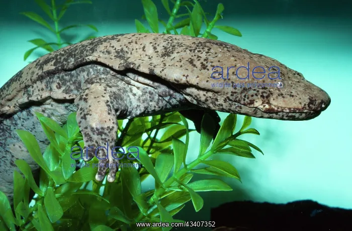 : Chinese Giant Salamander : Chinese Giant Salamander