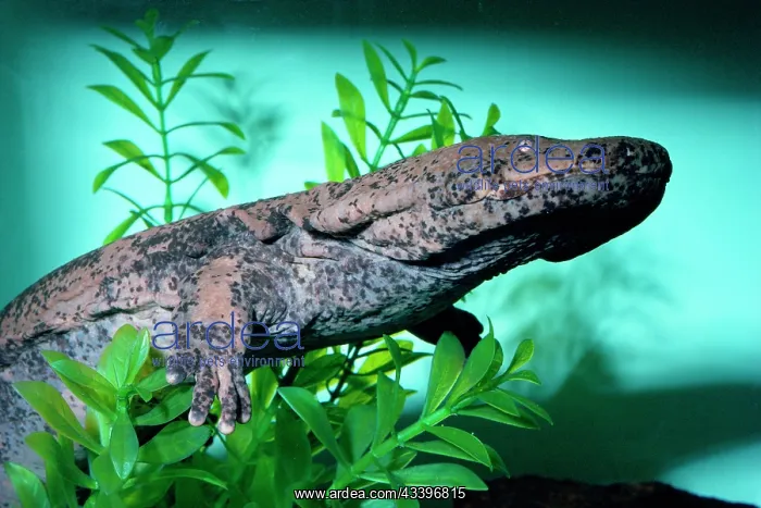 : Chinese Giant Salamander - swimming : Chinese Giant Salamander - swimming