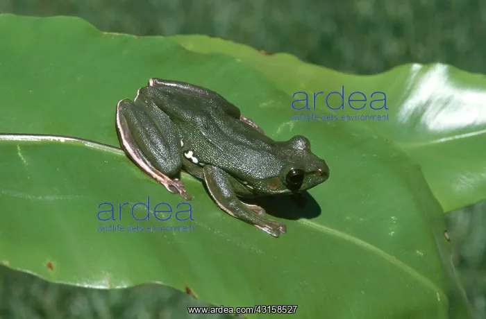 : Chinese Gliding Frog : Chinese Gliding Frog