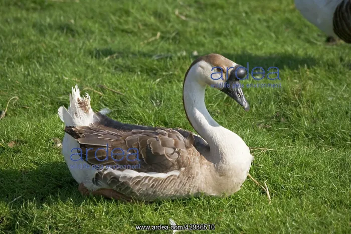 : Chinese goose : Chinese goose