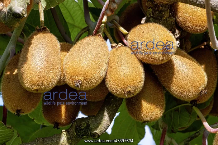 : Chinese gooseberry Hayward, fruits : Chinese gooseberry Hayward, fruits