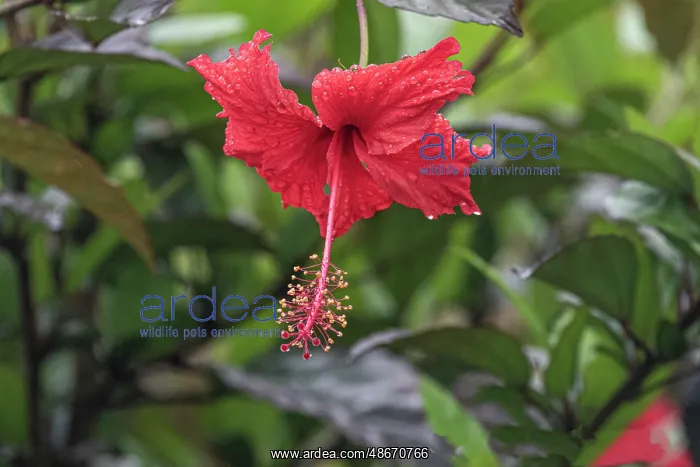 : Chinese hibiscus is a species of tropical hibiscus in the : Chinese hibiscus is a species of tropical hibiscus in the