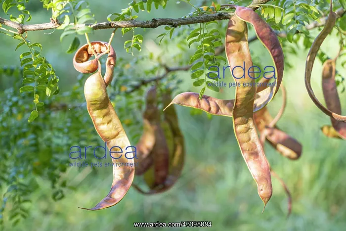 : Chinese Honeylocust, Gleditsia sinensis, Pods : Chinese Honeylocust, Gleditsia sinensis, Pods
