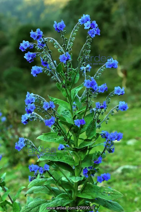 : Chinese Hound's Tongue / Chinese Forget-me-not : Chinese Hound's Tongue / Chinese Forget-me-not