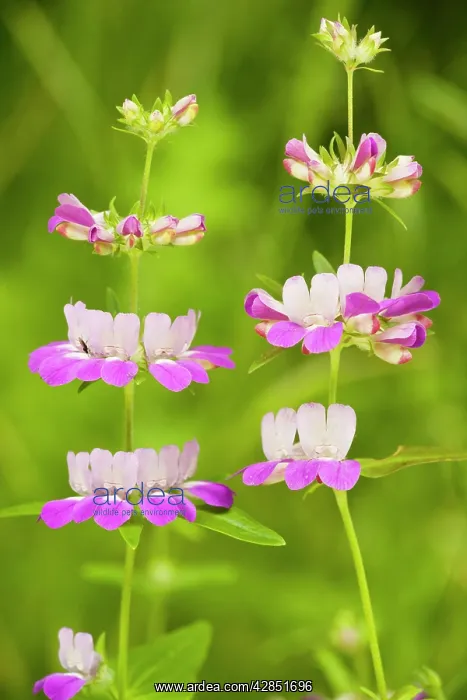: Chinese Houses / Innocence - in flower : Chinese Houses / Innocence - in flower