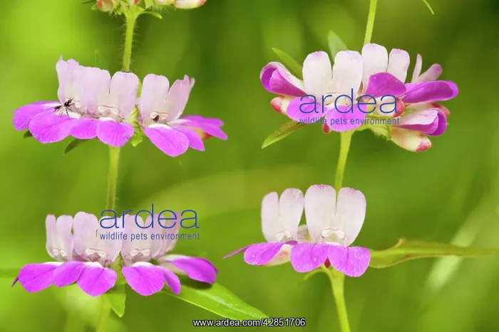 : Chinese Houses / Innocence - in flower : Chinese Houses / Innocence - in flower