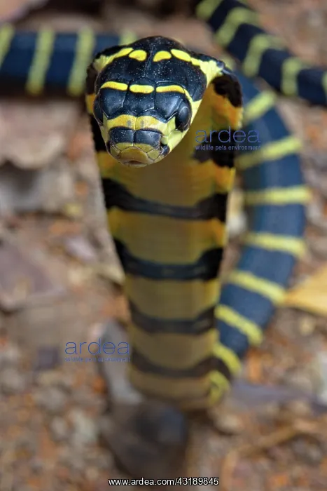 : Chinese King Cobra (Ophiophagus hannah) juvenil : Chinese King Cobra (Ophiophagus hannah) juvenil